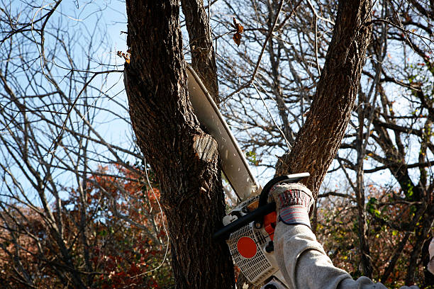 Best Lawn Maintenance Plans  in Jackson, SC