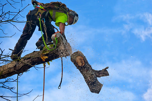 Best Palm Tree Trimming  in Jackson, SC